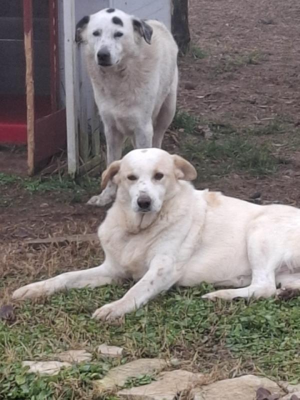 Snoopa, adozione del cuore; adorabile taglia media del 2019 Foto 8